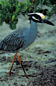 A Yellow-crowned Night-Heron walking in mangrove forest in Florida photo