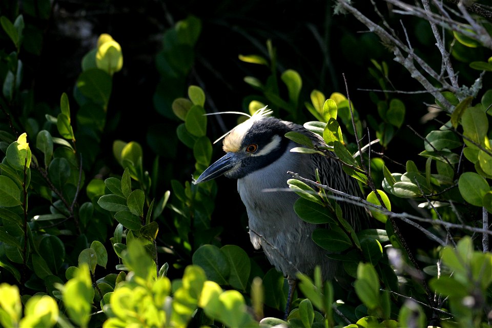 Yellow Crowned Night Heron, NPSPhoto, R. Cammauf