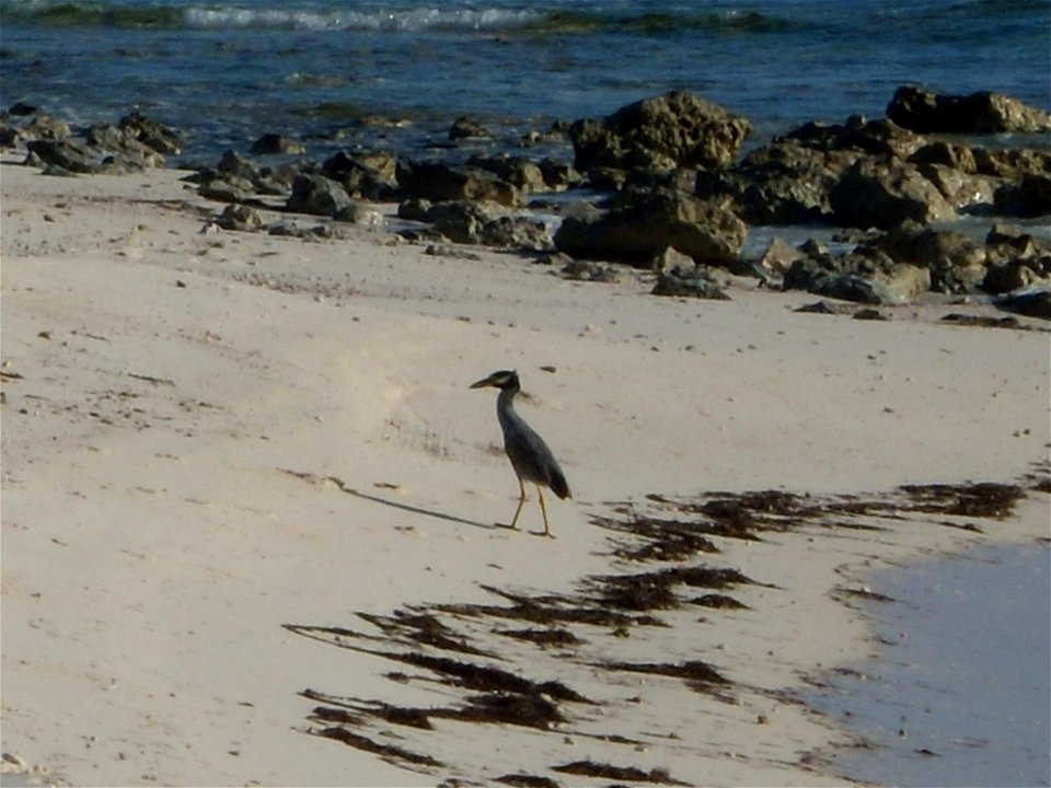 Yellow-crowned night heron foraging on Great Inagua Island. Photo Credit: Caleb Spiegel/USFWS photo