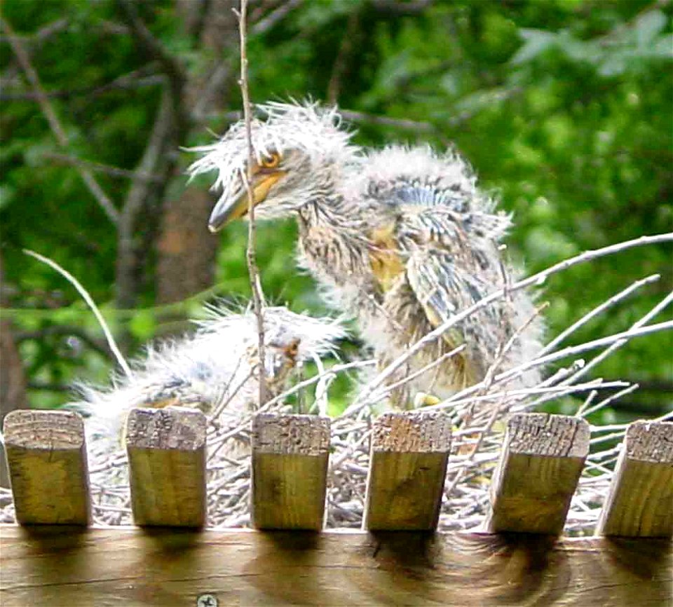 Image of baby Yellow Crowned Night Heron photo