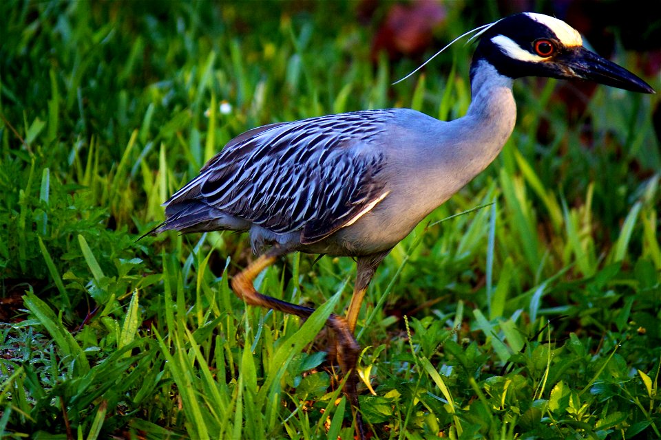 Yellow-crowned Night Heron (Nyctanassa violacea)
at J.N. “Ding” Darling NWR
Credit: USFWS

Photographer: Keenan Adams