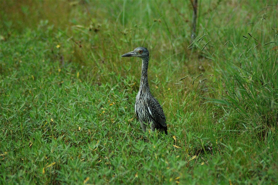 Getting some fresh air at Black Bayou Lake National Wildlife Refuge in Louisiana.
www.fws.gov/blackbayoulake/. Big thanks to Dendroica cerulea and fwsgirl for identifying this bird!

Photographer: Gar