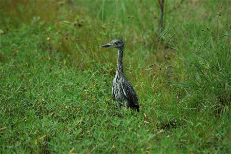 Getting some fresh air at Black Bayou Lake National Wildlife Refuge in Louisiana.
www.fws.gov/blackbayoulake/. Big thanks to Dendroica cerulea and fwsgirl for identifying this bird!

Photographer: Gar