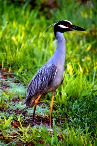 Yellow-crowned Night Heron (Nyctanassa violacea) at J.N. “Ding” Darling NWR Credit: USFWS Photographer: Keenan Adams photo