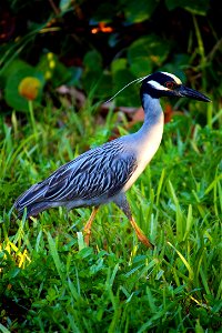 Yellow-crowned Night Heron (Nyctanassa violacea) at J.N. “Ding” Darling NWR Credit: USFWS Photographer: Keenan Adams photo