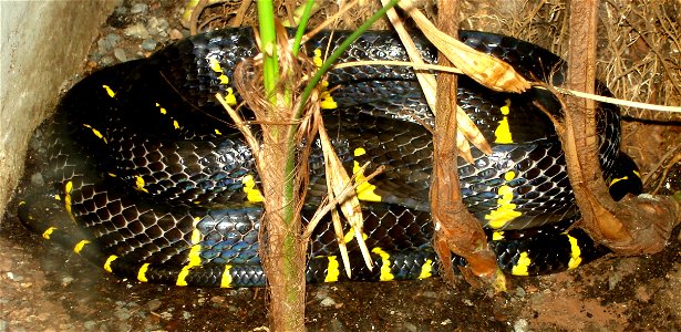 Mangrove snake at the United States National Zoological Park.
