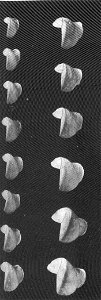 Comparison of series of shells from near the surface (left) and near the bottom (right) at Crockett
Subject: Teredo navalis
Tag: Mollusks