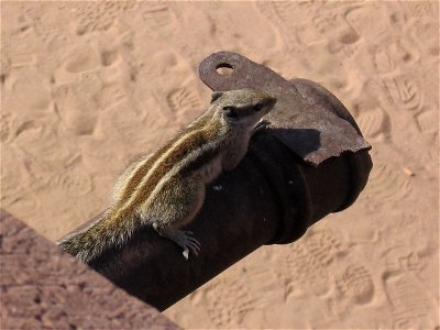 An Indian Palm Squirrel at the Mehrangarh Fort in Jodhpur, India.