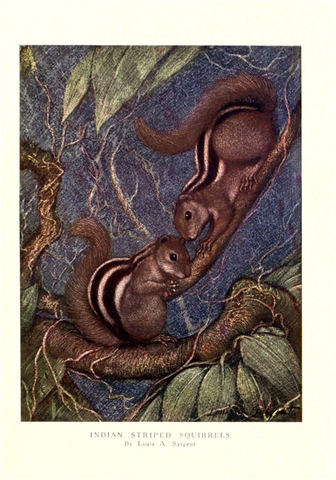 Indian Striped Squirrel by Louis A. SargentSciurus palmarum syn. Funambulus palmarum