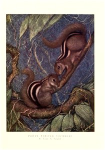 Indian Striped Squirrel by Louis A. SargentSciurus palmarum syn. Funambulus palmarum