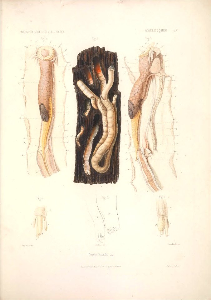 Exploration scientifique de l'Algérie pendant les années 1840, 1841, 1842.
Paris :Imprimerie royale,1844-1867.

<a href="https://biodiversitylibrary.org/page/49639689" rel="noreferrer nofollow">