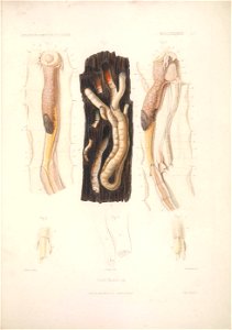 Exploration scientifique de l'Algérie pendant les années 1840, 1841, 1842.
Paris :Imprimerie royale,1844-1867.

<a href="https://biodiversitylibrary.org/page/49639689" rel="noreferrer nofollow">