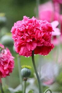 Dewdrops garden nature