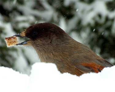 A Siberian Jay (Perisoreus infaustus) in Kittilä, Finland