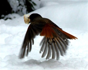 A Siberian Jay (Perisoreus infaustus) in Kittilä, Finland