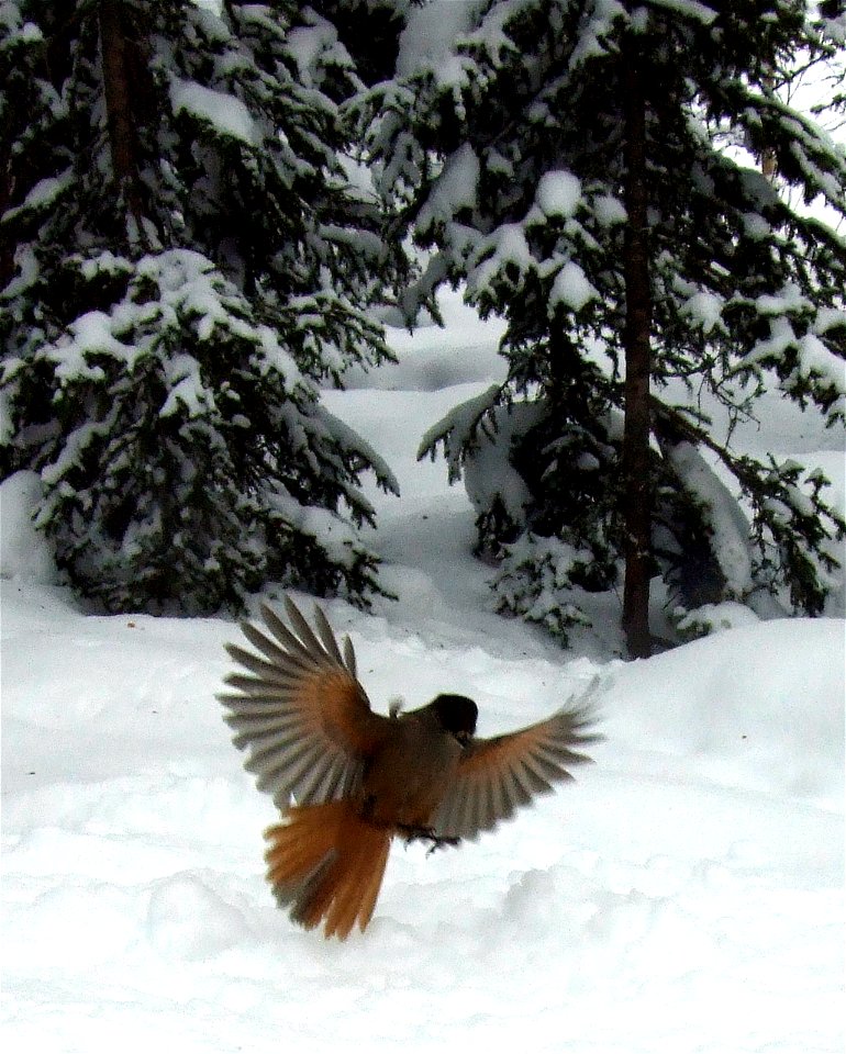 A Siberian Jay (Perisoreus infaustus) in Kittilä, Finland