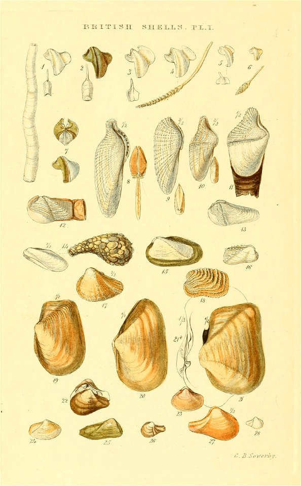 Illustrated Index of British Shells. Plate I.

1
Teredo navalis
Teredo navalis
2
Teredo norvegica
Nototeredo norvagica
3
Teredo megotara
Psiloteredo megotara
4
Teredo bipennata
Bankia bipennata
5
Tere