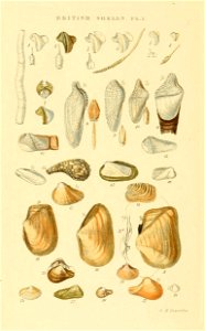 Illustrated Index of British Shells. Plate I.

1
Teredo navalis
Teredo navalis
2
Teredo norvegica
Nototeredo norvagica
3
Teredo megotara
Psiloteredo megotara
4
Teredo bipennata
Bankia bipennata
5
Tere