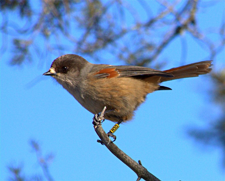 A ringed Siberian Jay (Perisoreus infaustus) in Kittilä, Finland.