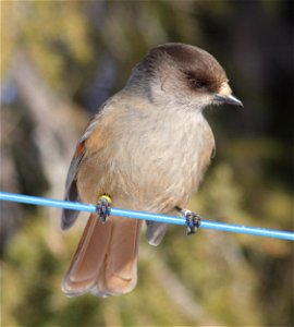 A ringed Siberian Jay (Perisoreus infaustus) in Kittilä, Finland.