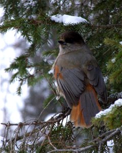 A Siberian Jay (Perisoreus infaustus) in Kittilä, Finland