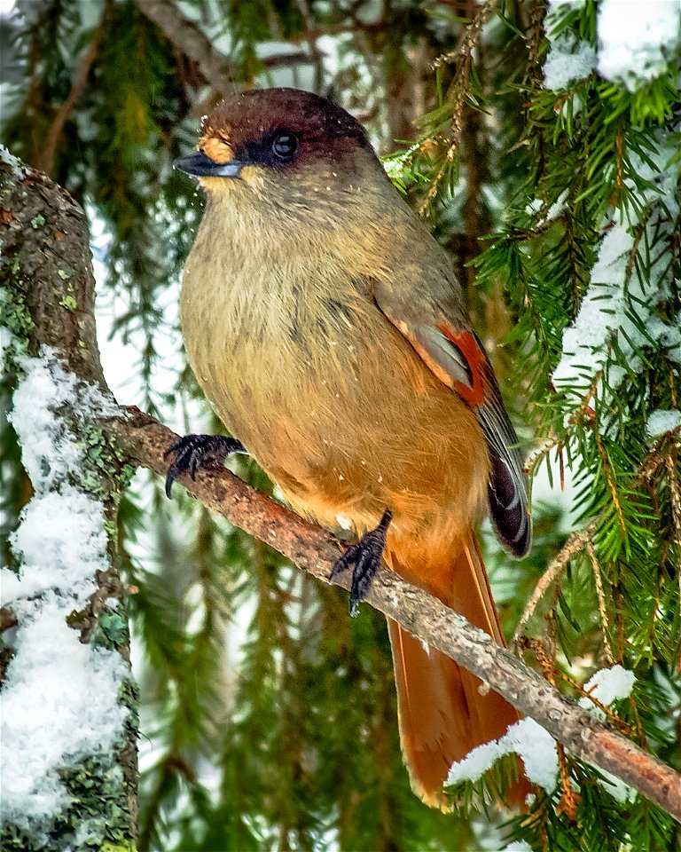 A Siberian Jay (Perisoreus infaustus) in Kittilä, Finland