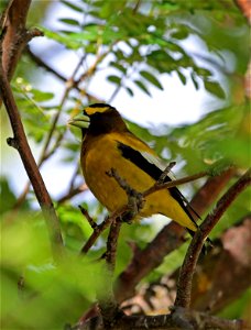 Evening Grosbeak male

You are free to use this image with the following photo credit: Peter Pearsall/U.S. Fish and Wildlife Service