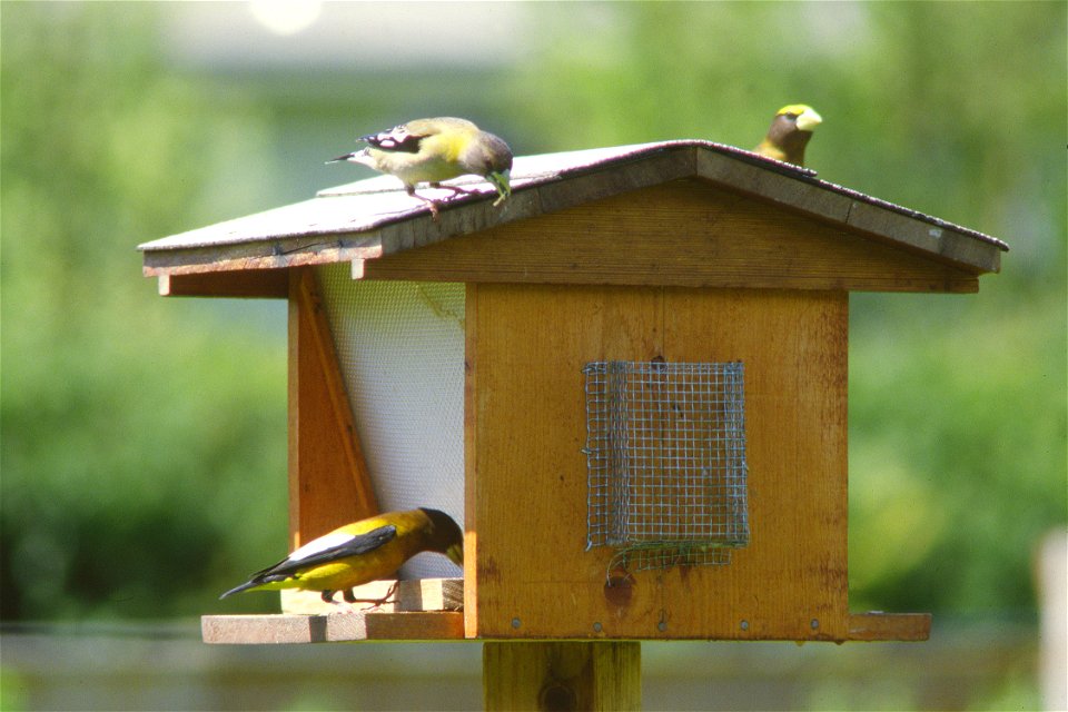 Evening grosbeaks on bird feeder, June 1980.