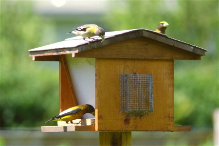 Evening grosbeaks on bird feeder, June 1980.