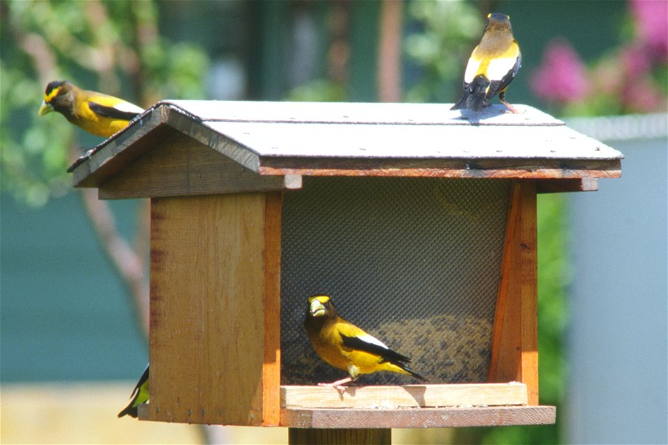 Evening grosbeaks on bird feeder, June 1980.
