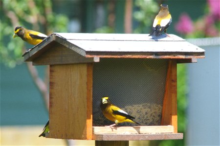 Evening grosbeaks on bird feeder, June 1980.