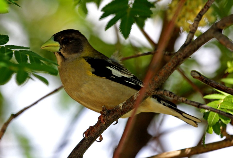 Evening Grosbeak female

You are free to use this image with the following photo credit: Peter Pearsall/U.S. Fish and Wildlife Service