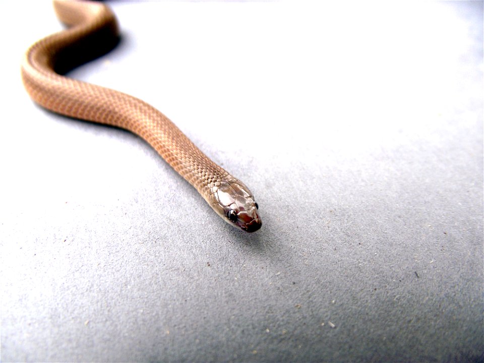 A Super Marco Image of a Rough Green Snake taken in Arlington, Tx.