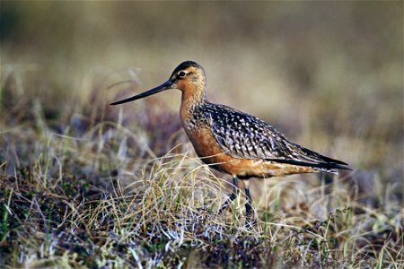 Bar-Tailed Godwit (Limosa lapponica) on Tundra  
Description: Bar-tailed Godwits are large wading birds at about 37 to 45 cm. The Bar-tailed Godwit is a mottled brown in the upper body and a lighter b