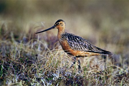 Bar-Tailed Godwit (Limosa lapponica) on Tundra Description: Bar-tailed Godwits are large wading birds at about 37 to 45 cm. The Bar-tailed Godwit is a mottled brown in the upper body and a lighter b photo