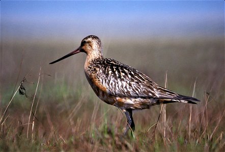 : Bar-tailed Godwit (Limosa lapponica) photo