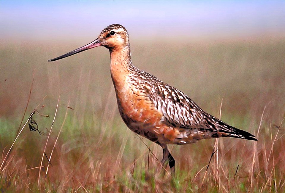 Bar-tailed Godwit (Limosa lapponica). Known as 'Kūaka' in New Zealand Māori.