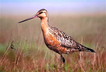 Bar-tailed Godwit (Limosa lapponica). Known as 'Kūaka' in New Zealand Māori. photo