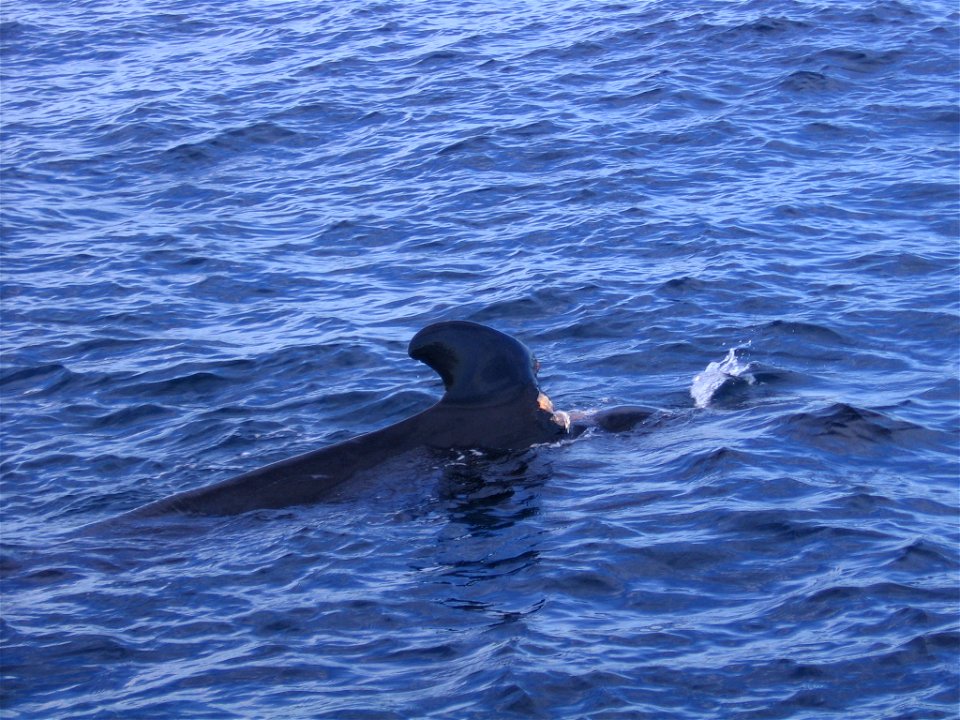Calderón común (Globicephala melas) herido en la aleta dorsal por la hélice de un barco.