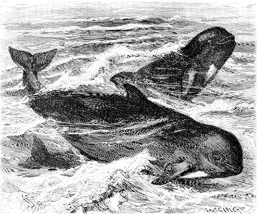 Globicephala melas