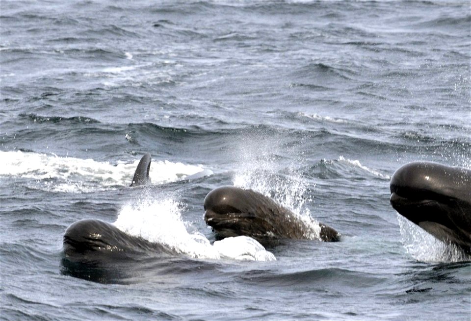 Long-finned Pilot Whales photographed southeast of Block Island, RI.


Credit: Bill Thompson/USFWS