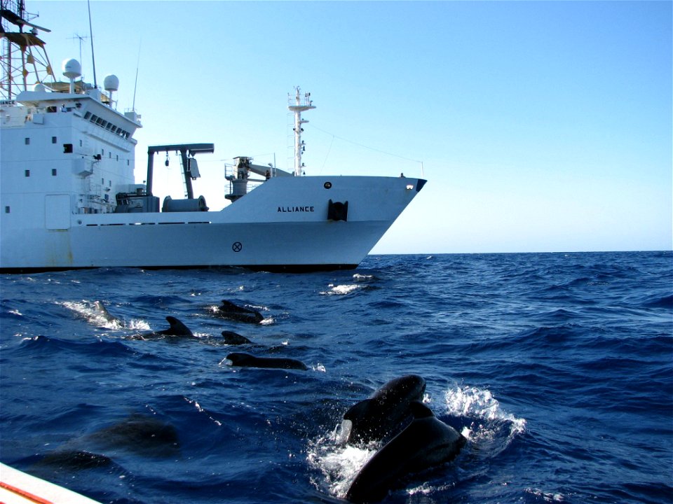 MEDITERRANEAN SEA (Aug. 7, 2009) Pilot whales surface near the NATO Research Vessel Alliance during the Biological and Behavioral Studies of Marine Mammals in the Western Mediterranean Sea (MED 09) st