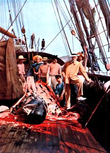 Albert I, Prince of Monaco observes a necropsy being performed on a cetacean aboard the research vessel RV Princesse Alice. The source does not identify the cetacean, and it does not resemble a sperm 