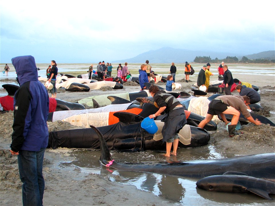 I took this picture on December 20, 2005. Farewell Split, South Island, New Zealand.
Ilan Adler.