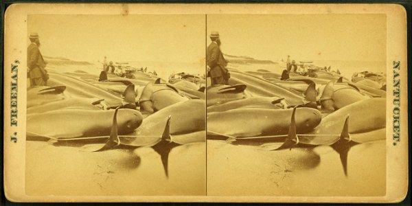 View of beached blackfish with some people standing among them.