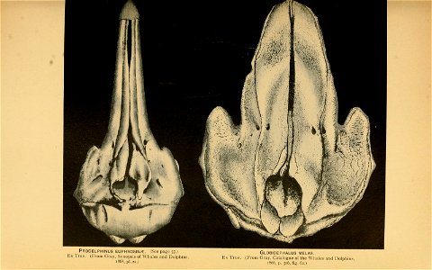 Prodelphinus euphrosyne (=Stenella coeruleoalba), Globicephalus melas