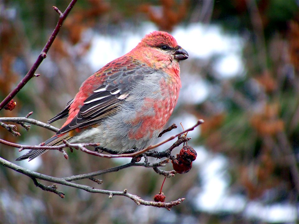 Pine Grosbeak (Pinicola enucleator) photo