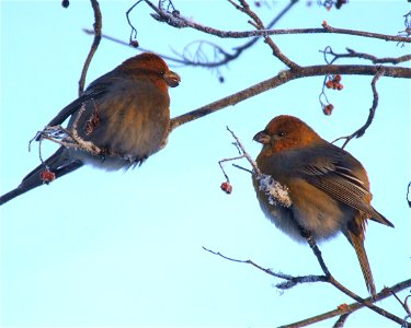 Pine Grosbeaks (Pinicola enucleator) in Oulu, Finland. Temperature is -20°C.