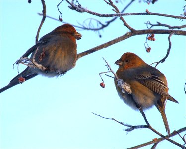 Pine Grosbeaks (Pinicola enucleator) in Oulu, Finland. Temperature is -20°C. photo