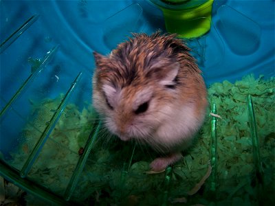 one of my dwarf roborovski hamsters photo